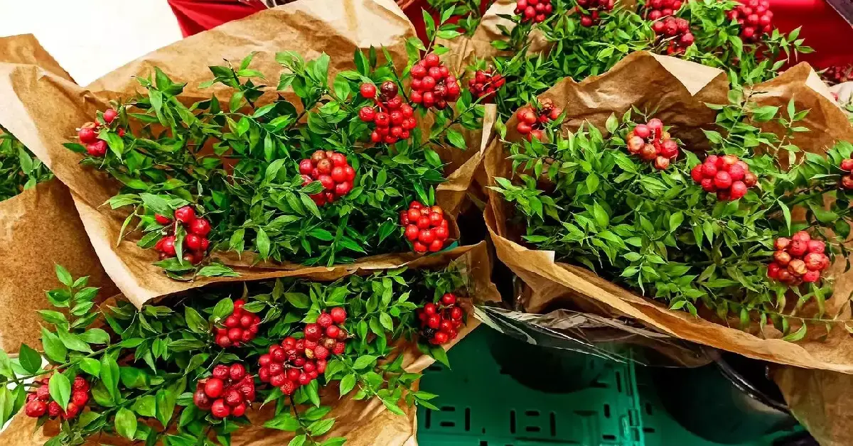 Kokina Ççeğinin Bakımı