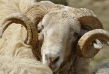 Nafile Kurbanı Nedir