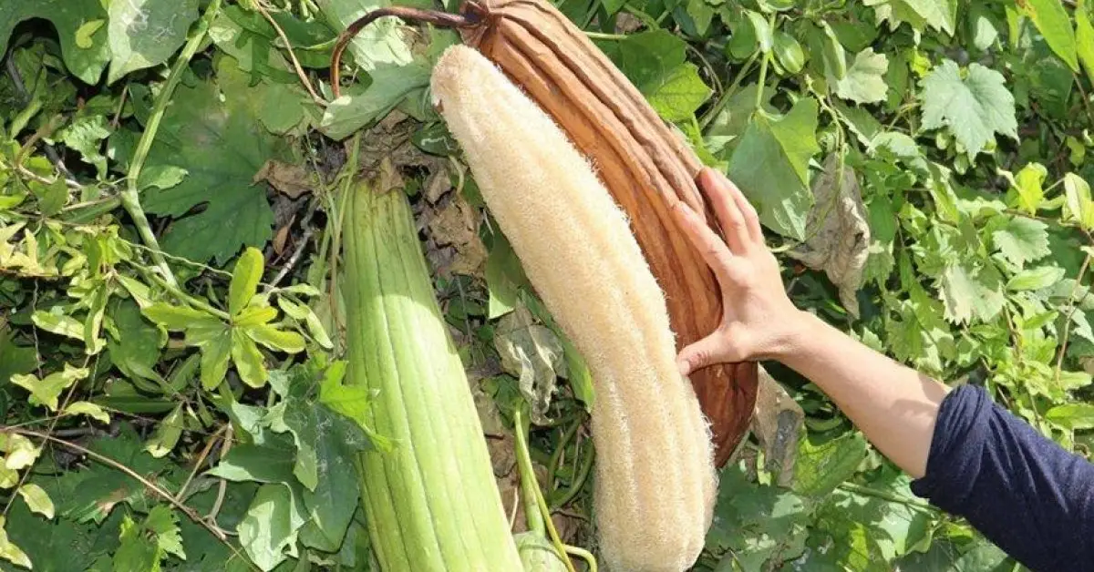 Kabak Lifi Faydaları