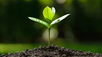 Bitki Bakımı Nasıl Yapılır?